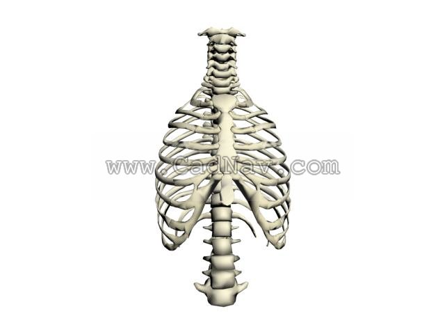 Human thorax 3D Model