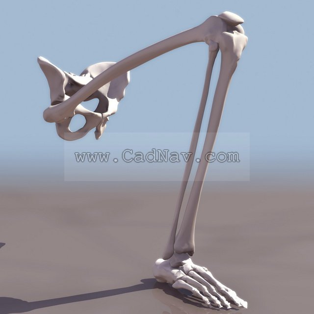 Leg bones and pelvis 3D Model