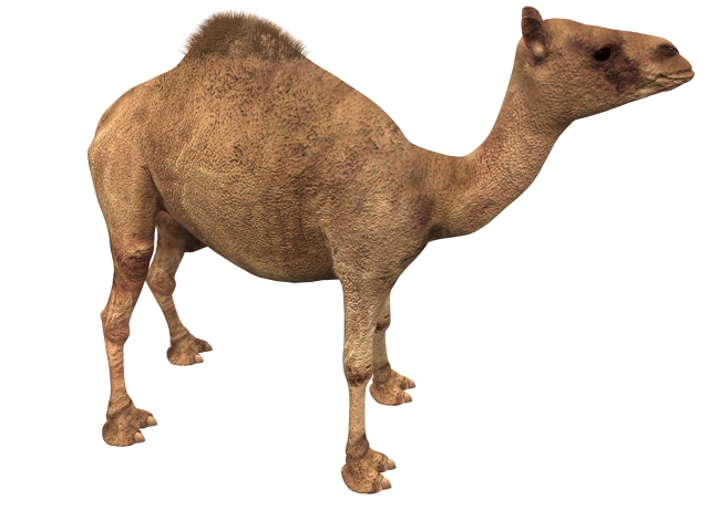 Dromedary camel 3D Model