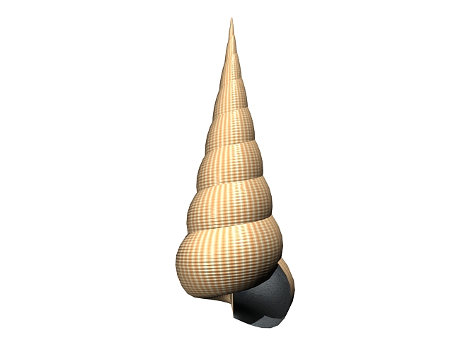 Whelk sea snail 3D Model