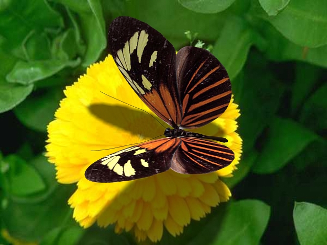 Butterfly flying around a flower 3D Model