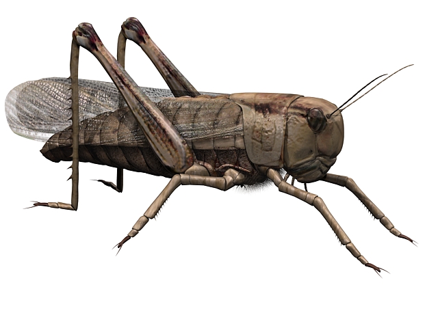 Africa grasshopper 3D Model