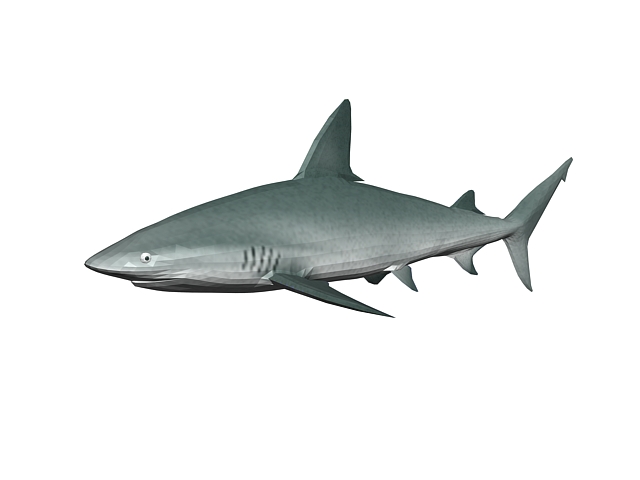 Mako shark 3D Model
