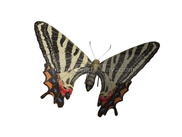 Puziloi Luehdorfia Butterfly 3D Model