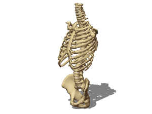 Female torso bones 3D Model