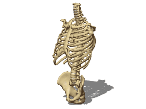 Male skeleton torso 3D Model