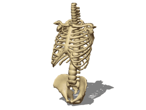 Torso bone structure 3D Model