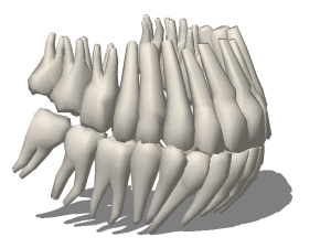 Teeth roots 3D Model