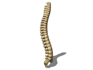 Human vertebral column 3D Model