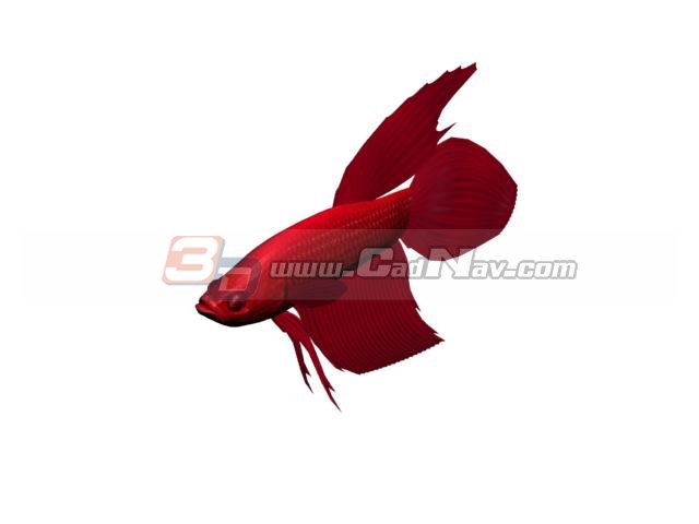 Red dragoneye goldfish 3D Model